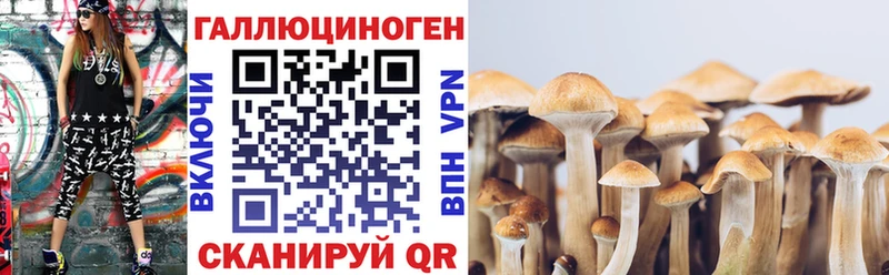 Псилоцибиновые грибы Psilocybe  где купить   Кудрово 
